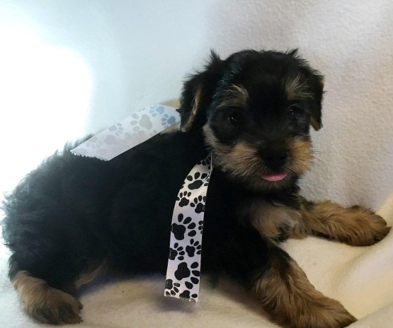 Yorkshire Terrier New Litter contact::::(edenaudrey@yahoo.com) Video Available Image eClassifieds4u