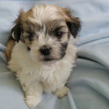 shih tzu puppies for adoption