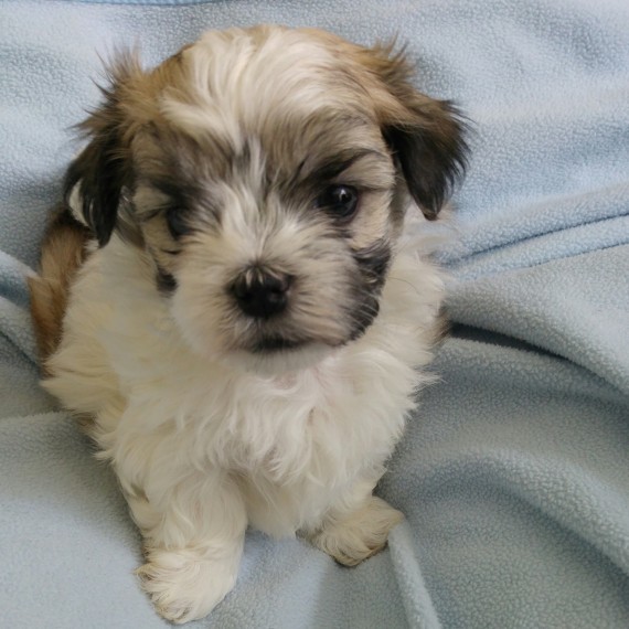 shih tzu puppies for adoption Image eClassifieds4u