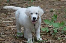 AKC quality retrivers Puppy for free adoption!!!
