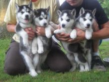 Amazing, Outstanding Akc registered Siberian Husky Puppies For Adoption