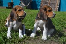 Beautiful Beagle puppies for adoption