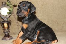 Rusty red/Blac tan pedigree Doberman Pinscher puppies for sale
