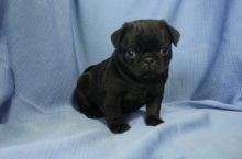 Black and Fawn pure Pug puppies for sale