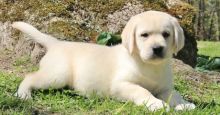 Cream white, Yellow, Black, and Brown pedigree Labrador Retriever puppies for sale
