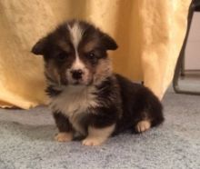 Desirable Pembroke Welsh Corgi puppies for loving homes