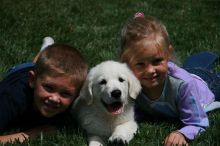 English Golden Retrievers puppies for adoption