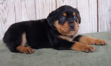 Fashion, currently vaccinated Rottweiler puppies for sale