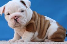 Healthy pedigree English Bulldog puppies for sale