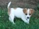 Jack Russell Puppies Available For Adoption