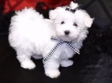 Lovelt Maltese puppies for sale