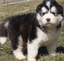Loyal specially trained Alaskan Malamute puppies for homing