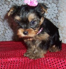 Modernly raised tcup Yorkies for sale