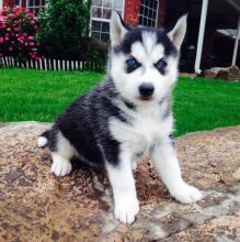 Siberian Husky Puppies For Adoption