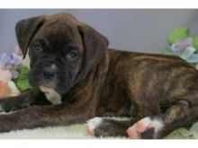 Stunning health Boxer puppies for sale to loving homes
