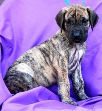 Well trained Great Dane puppies for homing