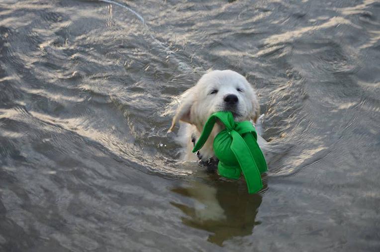 100% Purebred Golden Retriever in Miami Image eClassifieds4u