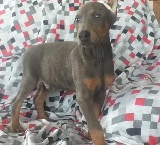 Rusty red/Blac tan pedigree Doberman Pinscher puppies for sale Image eClassifieds4u