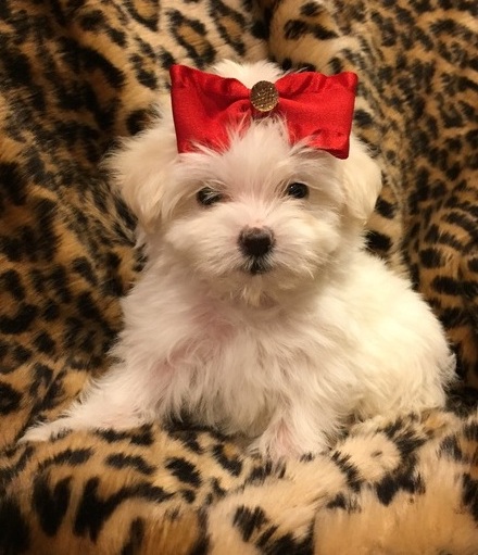 Lovelt Maltese puppies for sale Image eClassifieds4u