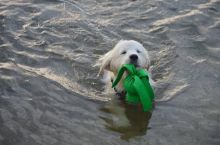 100% Purebred Golden Retriever in Miami Image eClassifieds4u 2