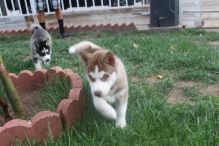 buy counterfeit money online, get realistic prop money. driving license visa ssn and other documents Image eClassifieds4u 1