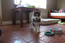 buy counterfeit money online, get realistic prop money. driving license visa ssn and other documents Image eClassifieds4u 2