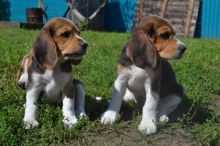 Beautiful Beagle puppies for adoption Image eClassifieds4U
