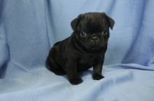 Black and Fawn pure Pug puppies for sale Image eClassifieds4U