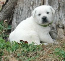 Cream white, Yellow, Black, and Brown pedigree Labrador Retriever puppies for sale Image eClassifieds4u 3