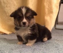 Desirable Pembroke Welsh Corgi puppies for loving homes Image eClassifieds4u 4