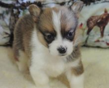 Desirable Pembroke Welsh Corgi puppies for loving homes Image eClassifieds4u 2