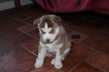 High Quality COUNTERFEIT Banknotes,Novelty And High Quality Passports, Driver license,ID cards, ssn Image eClassifieds4u 1