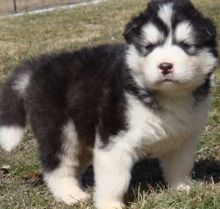 Loyal specially trained Alaskan Malamute puppies for homing Image eClassifieds4U
