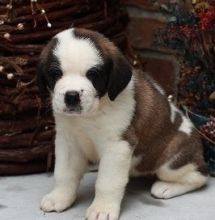 Mega Saint Bernard puppies for loving homes Image eClassifieds4U