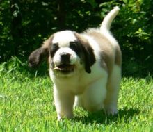 Mega Saint Bernard pups 10 weeks old for sale Image eClassifieds4u 1