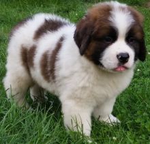 Mega Saint Bernard pups 10 weeks old for sale Image eClassifieds4u 3