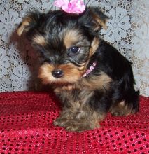 Modernly raised tcup Yorkies for sale Image eClassifieds4u 1