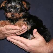 Modernly raised tcup Yorkies for sale Image eClassifieds4u 3