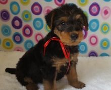 Qualitative home raised Airedale Terrier puppies for sale Image eClassifieds4U