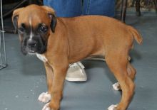 Stunning health Boxer puppies for sale to loving homes Image eClassifieds4u 2