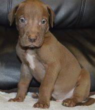 Well trained Great Dane puppies for homing Image eClassifieds4u 2