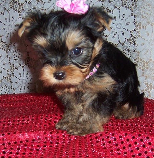 Modernly raised tcup Yorkies for sale Image eClassifieds4u