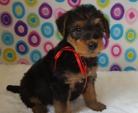 Qualitative home raised Airedale Terrier puppies for sale Image eClassifieds4u