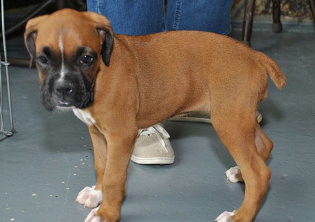 Stunning health Boxer puppies for sale to loving homes Image eClassifieds4u