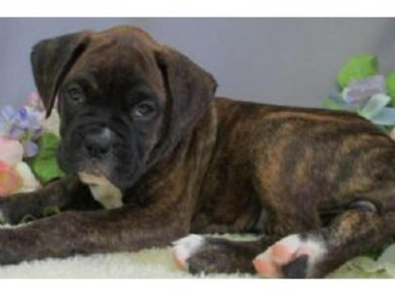 Stunning health Boxer puppies for sale to loving homes Image eClassifieds4u