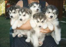 Adorable Siberian Husky Pups