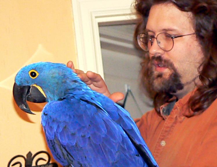 Beautiful Blue hyacinth Macaw for adoption Image eClassifieds4u