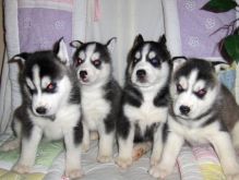 Siberian Husky Image eClassifieds4U