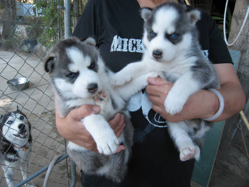 Siberian Husky Pups Image eClassifieds4u