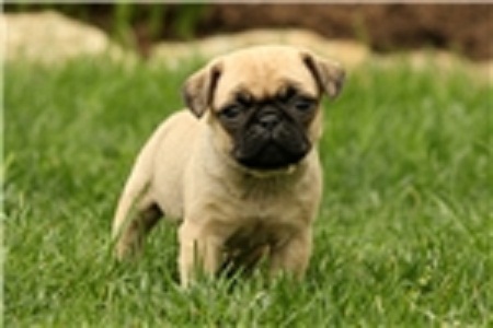 Available Pug Puppies Image eClassifieds4u